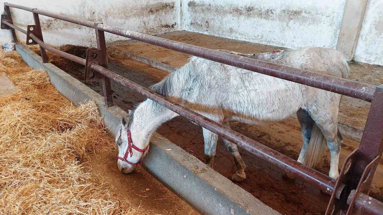 Kulu’da atın üzerinden düşen kişi ağır yaralandı